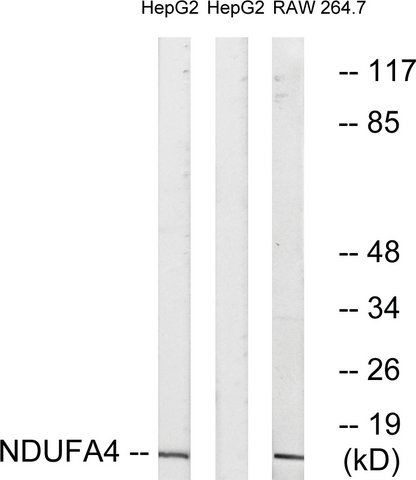 Anti-NDUFA4 antibody produced in rabbit