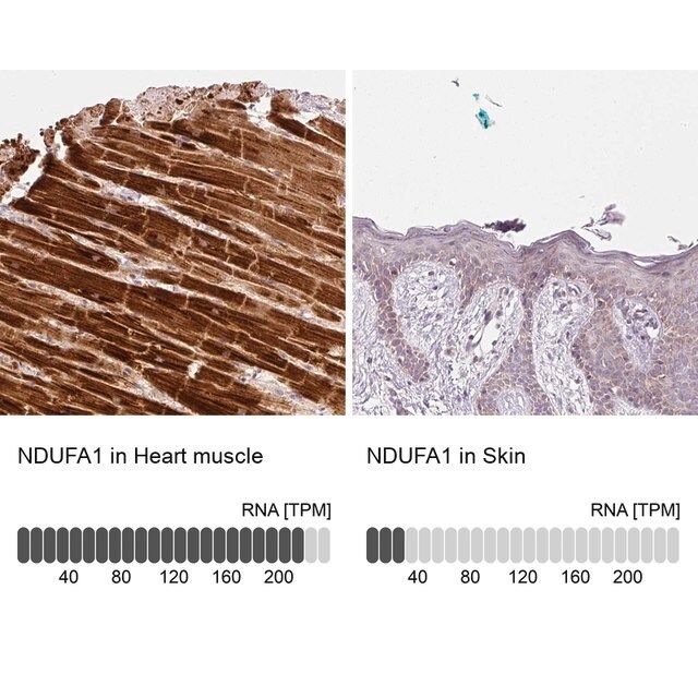 Anti-NDUFA1 antibody produced in rabbit