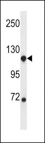 ANTI-NDST1(C-TERMINAL) antibody produced in rabbit