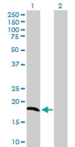 Anti-NDUFA8 antibody produced in mouse