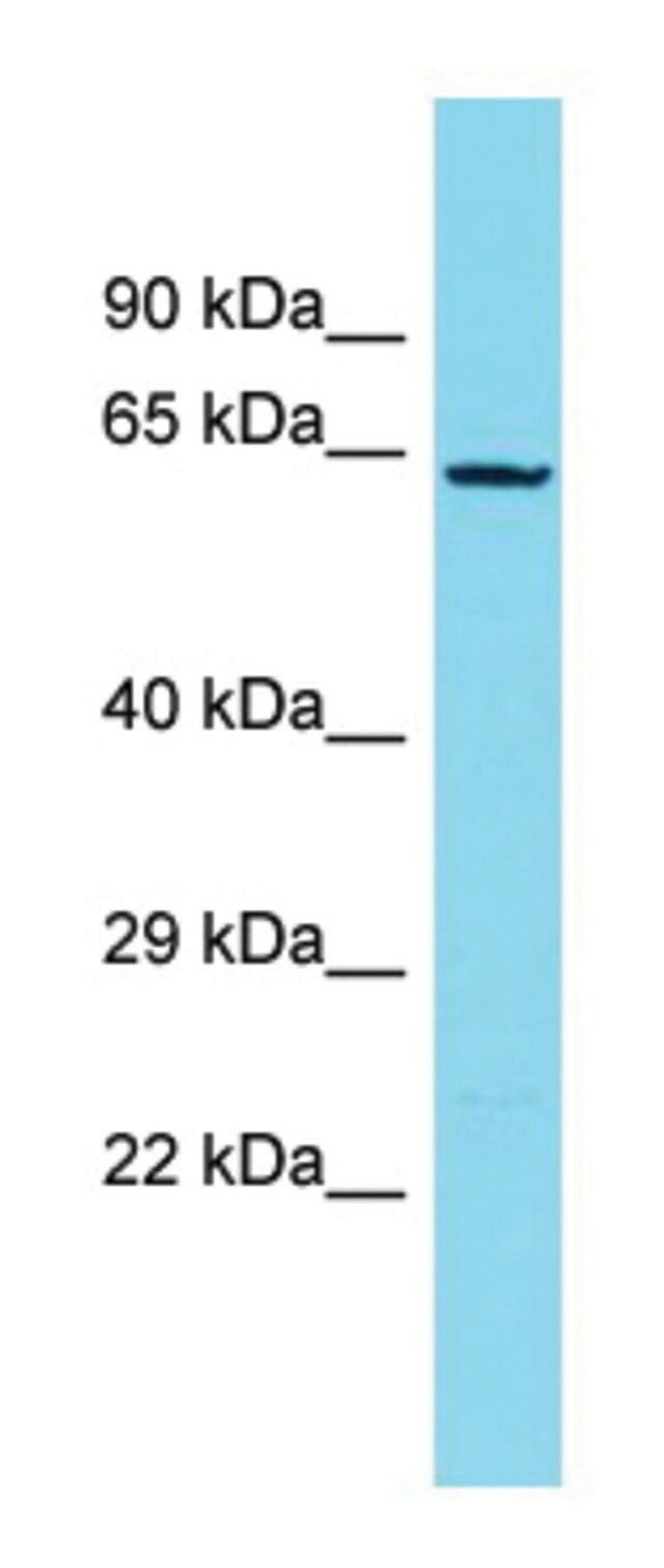 Anti-NDNF (C-terminal) antibody produced in rabbit