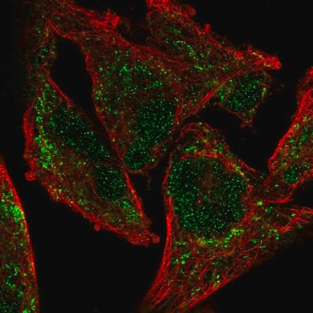 Anti-NDUFA9 antibody produced in rabbit