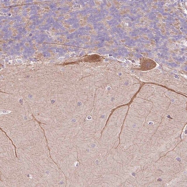 Anti-NDST3 antibody produced in rabbit