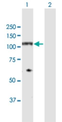 Anti-NDST4 antibody produced in rabbit