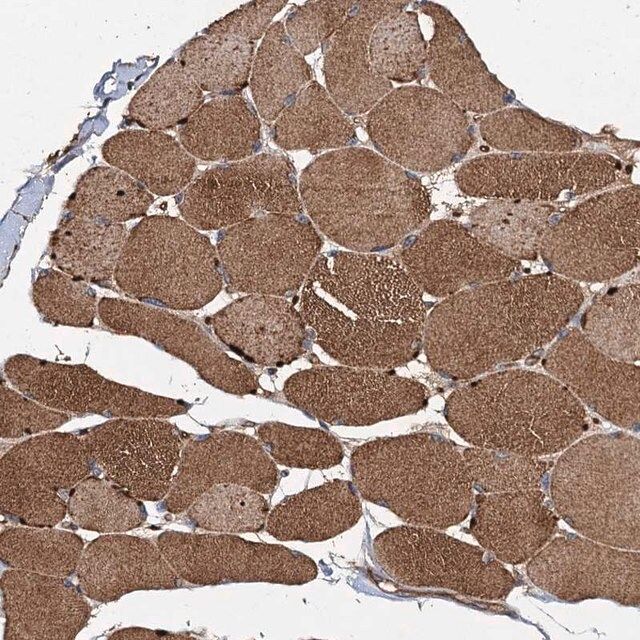 Anti-NDUFA13 antibody produced in rabbit