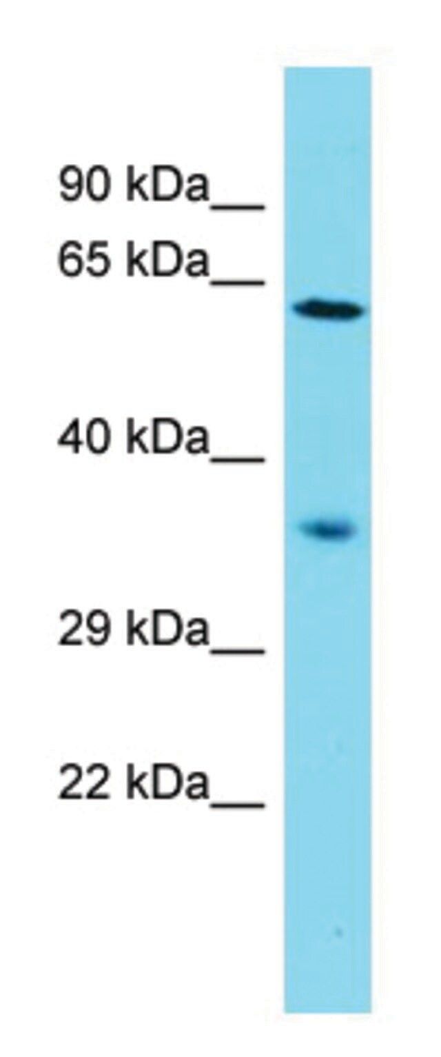 Anti-NDNF (N-terminal) antibody produced in rabbit