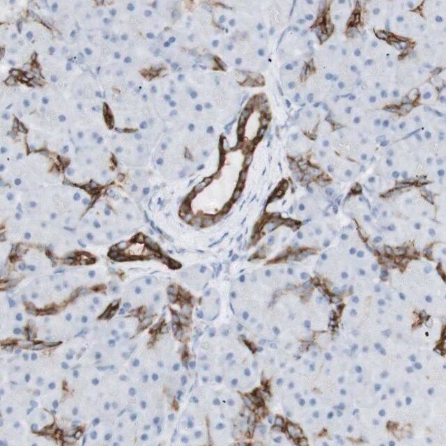Anti-NDST4 antibody produced in rabbit