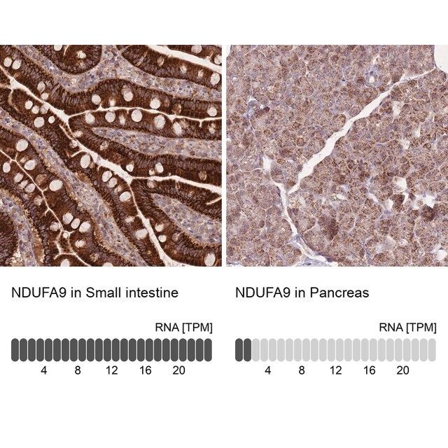Anti-NDUFA9 antibody produced in rabbit