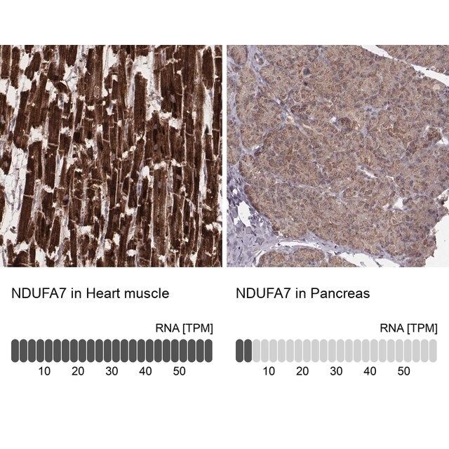 Anti-NDUFA7 antibody produced in rabbit