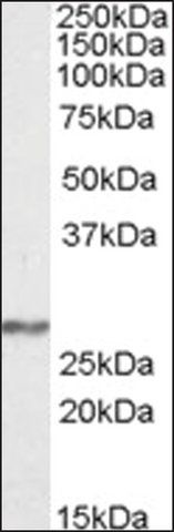 Anti-NDUFS3 antibody produced in goat