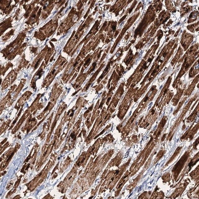 Anti-NDUFA12 antibody produced in rabbit