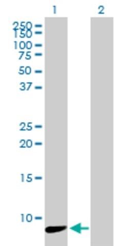 Anti-NDUFA3 antibody produced in mouse