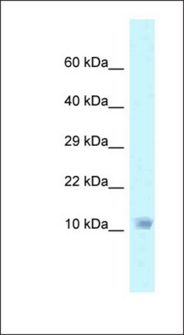 Anti-NDUFA6 antibody produced in rabbit