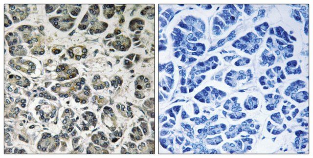 Anti-NDUFA8 antibody produced in rabbit