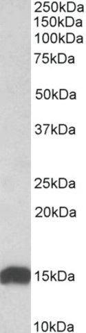 Anti-NDUFS6 antibody produced in goat