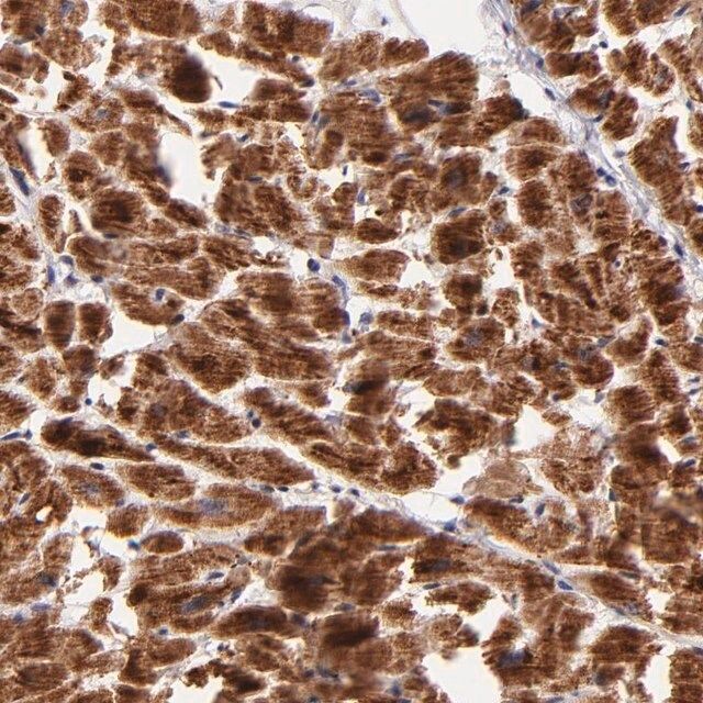 Anti-NDUFB7 antibody produced in rabbit