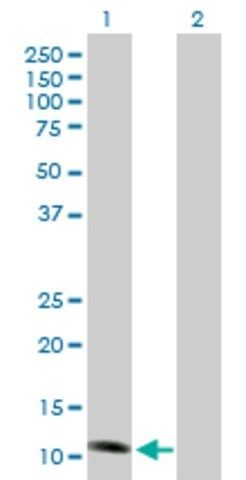Anti-NDUFS6 antibody produced in mouse