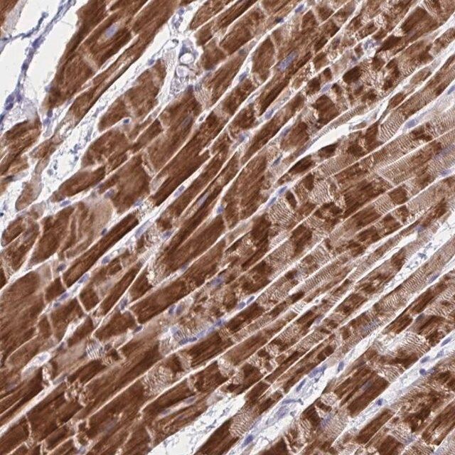 Anti-NDUFC2 antibody produced in rabbit