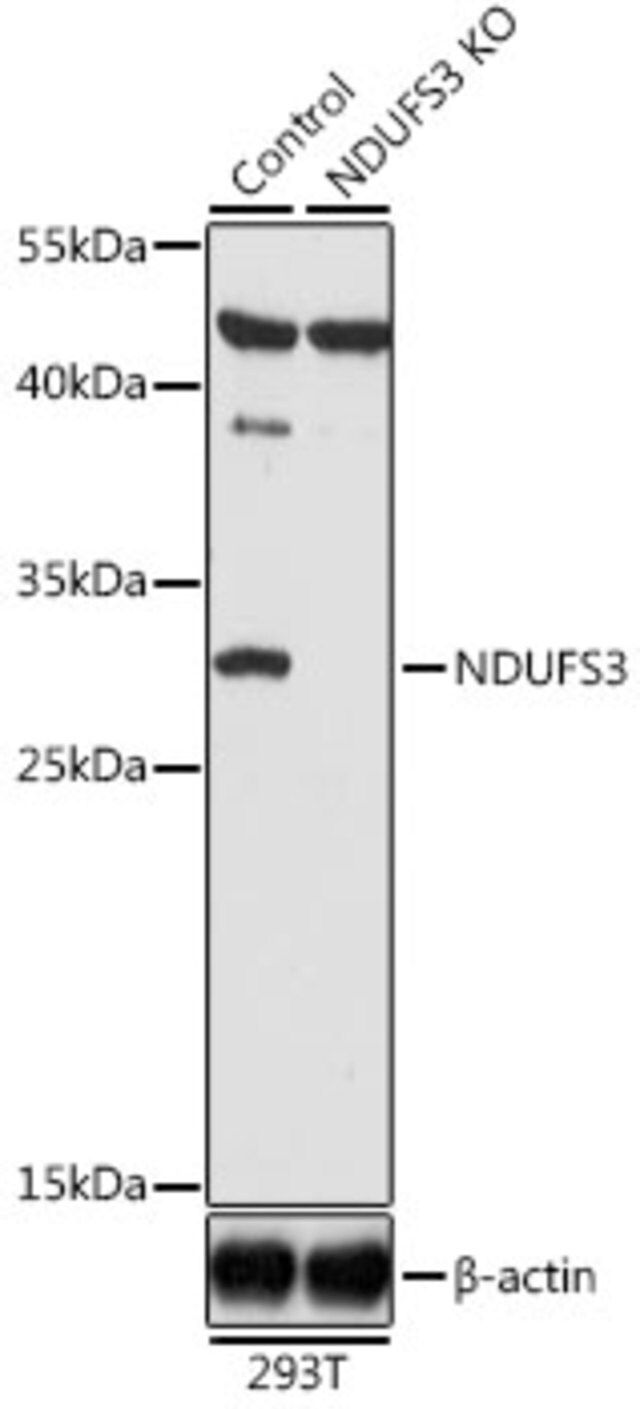 Anti-NDUFS3 antibody produced in rabbit