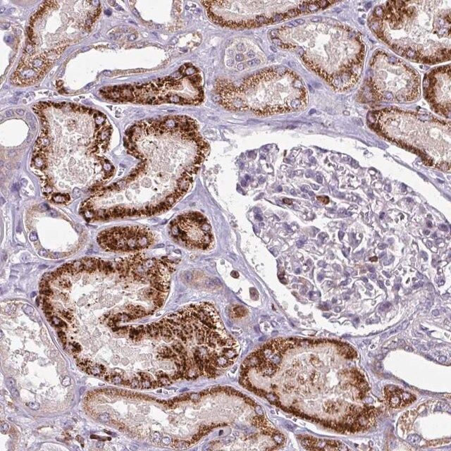 Anti-NEDD9 antibody produced in rabbit