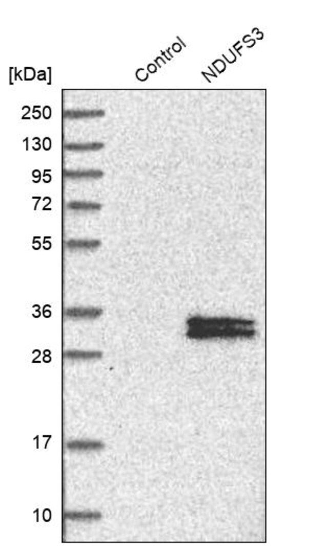 Anti-NDUFS3 antibody produced in rabbit