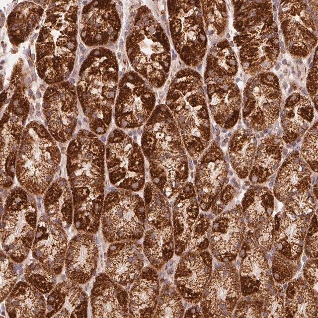 Anti-NDUFS6 antibody produced in rabbit