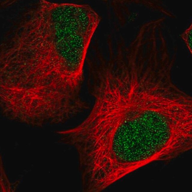 Anti-NEDD8 antibody produced in rabbit