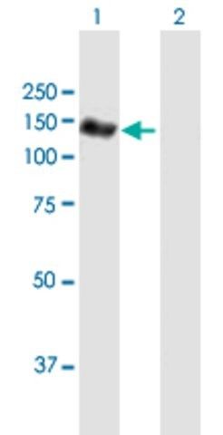Anti-NEDD4L antibody produced in mouse