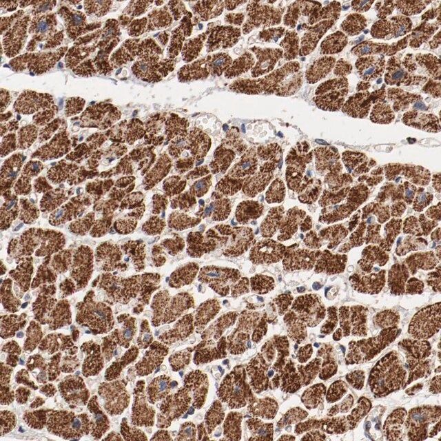 Anti-NDUFV2 antibody produced in rabbit