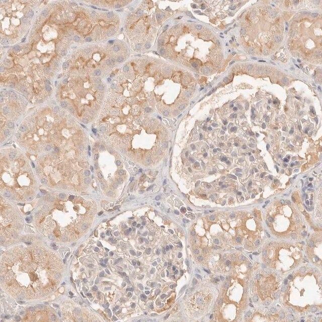 Anti-NECAP2 antibody produced in rabbit