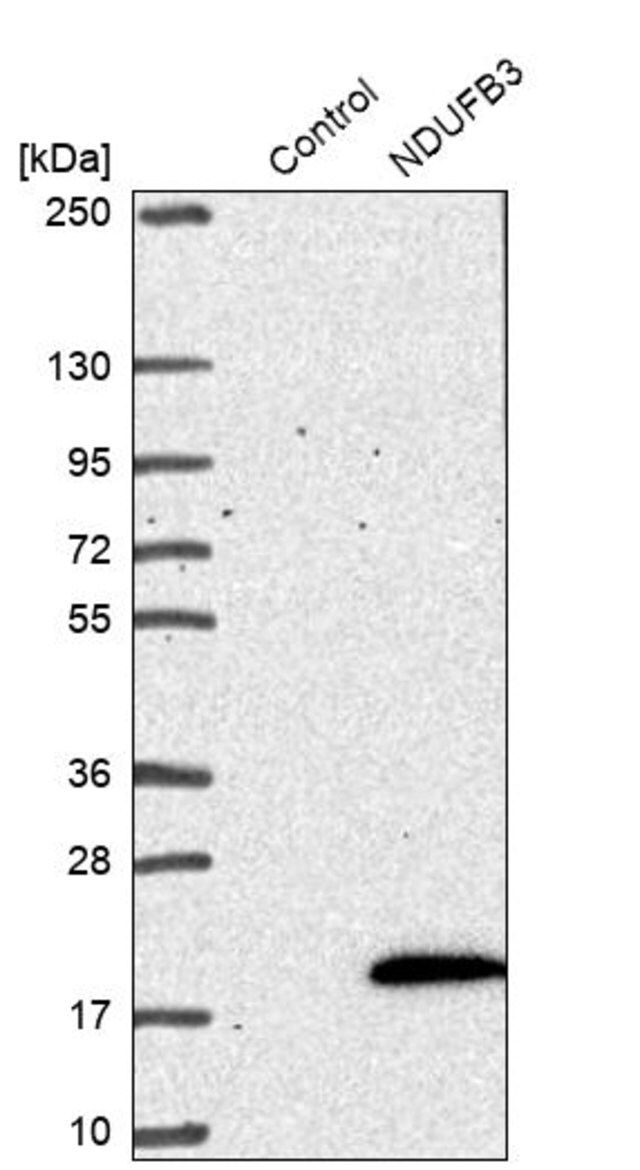 Anti-NDUFB3 antibody produced in rabbit