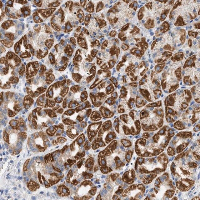 Anti-NDUFS8 antibody produced in rabbit