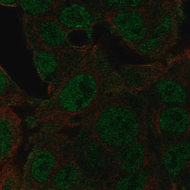 Anti-NEDD8 antibody produced in rabbit