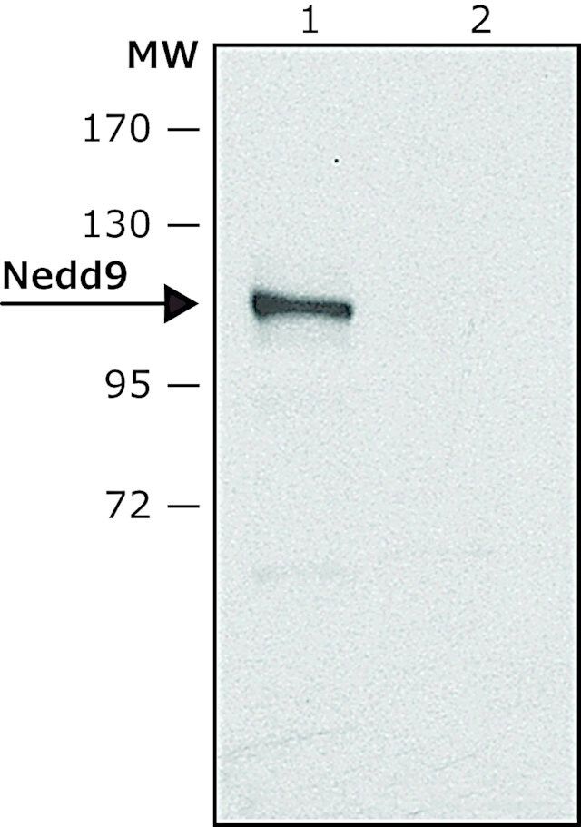 Anti-NEDD9 antibody produced in rabbit