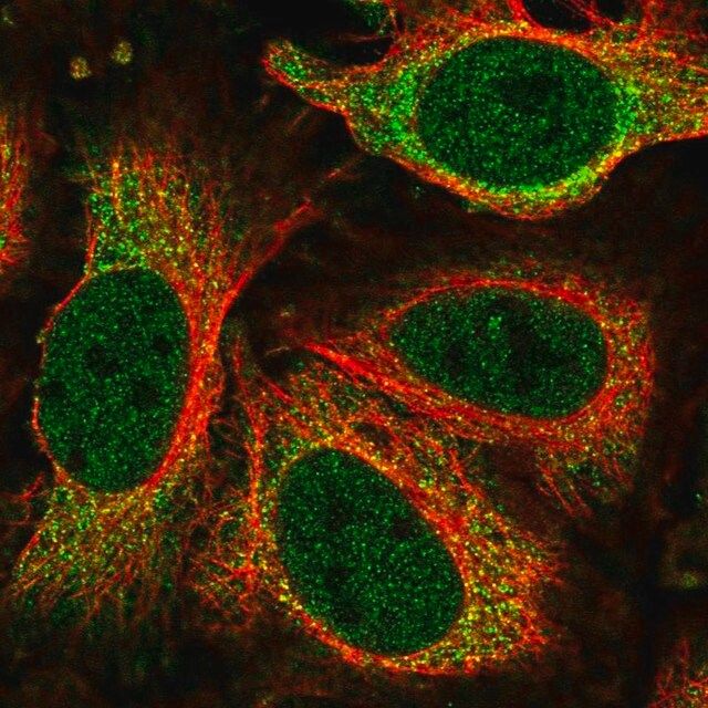 Anti-NEK6 antibody produced in rabbit