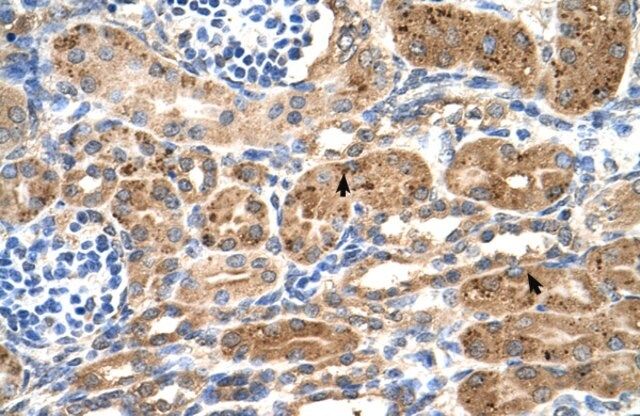 Anti-NEDD9 antibody produced in rabbit
