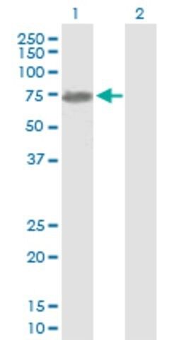Anti-NEFL antibody produced in mouse