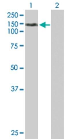 Anti-NEK9 antibody produced in mouse