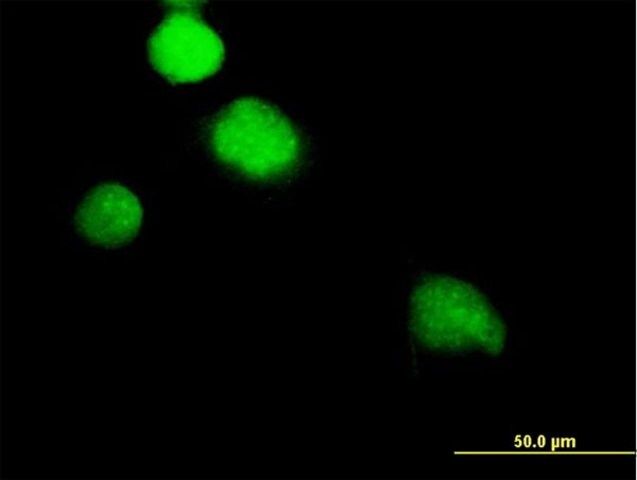 Anti-NEK2 antibody produced in mouse