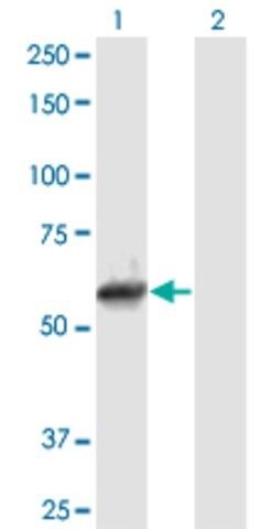 Anti-NEK11 antibody produced in mouse