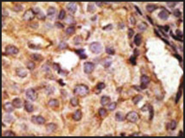 Anti-Mouse Tlr6 (N-term) antibody produced in rabbit