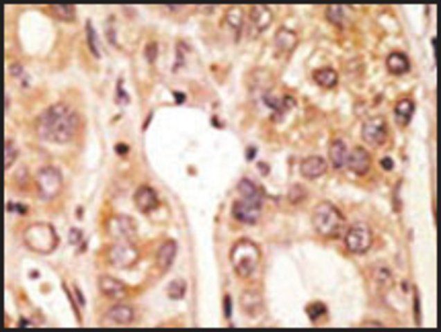 Anti-Mouse Tlr5 (N-term) antibody produced in rabbit