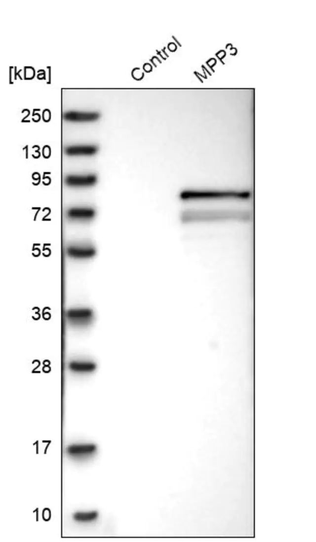 Anti-MPP3 antibody produced in rabbit
