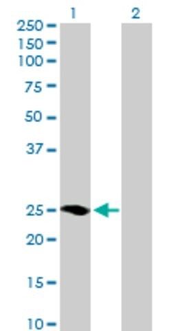 Anti-MRAS antibody produced in mouse