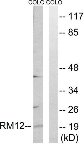Anti-MRPL12 antibody produced in rabbit