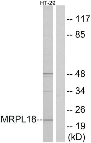 Anti-MRPL18 antibody produced in rabbit