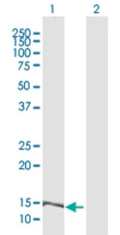 Anti-MRPL42 antibody produced in rabbit