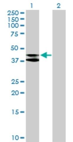 Anti-MRPS9 antibody produced in mouse