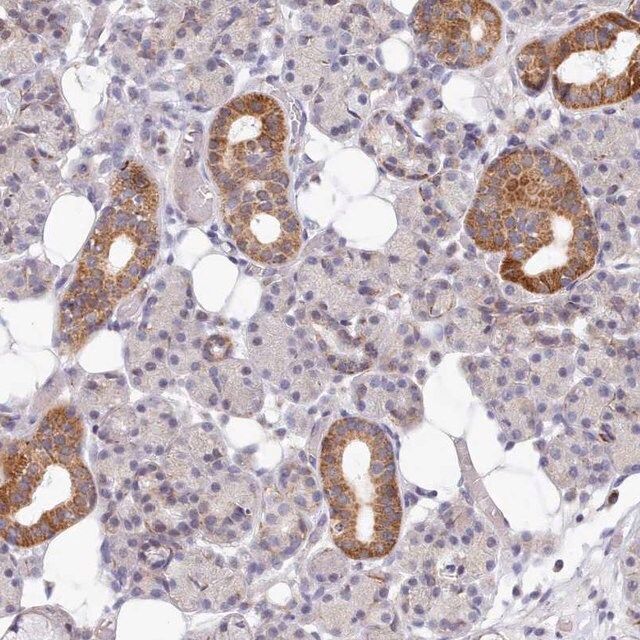 Anti-MRPL21 antibody produced in rabbit
