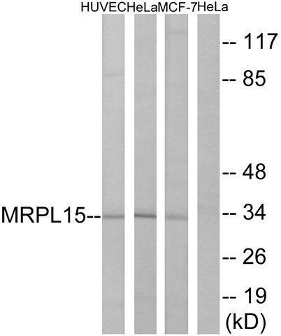 Anti-MRPL15 antibody produced in rabbit